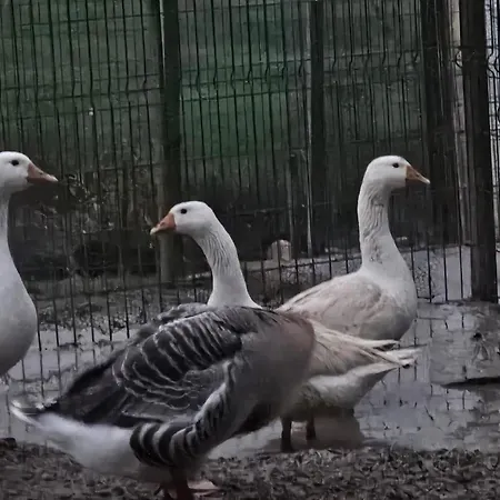 Ferme De Castel Pouzouilh