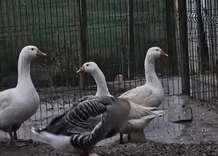 Ferme De Castel Pouzouilh